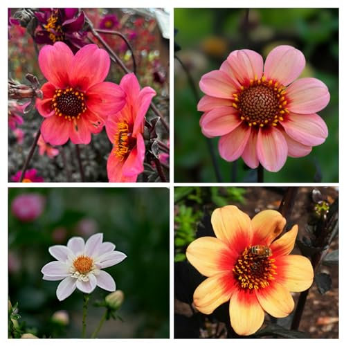 Plant in a Box - Dahlias - Set de 3 - Dahlia 'Happy Single Mix' - Bulbes à fleurs