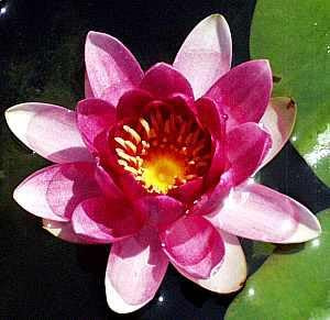 Ninfea 'Charles de Meurville' – Pianta Acquatica Rustica Viva a Radice Nuda Fiore Porpora-Viola con Centro Giallo – Per Laghetti e Stagni – Fioritura Estiva – Made in Italy