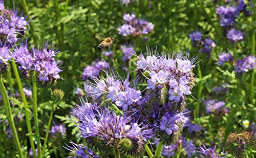 Gründüngung Phacelia Samen 400g Reicht für 100m² Bienenweide Gründünger Stickstoffbildend Bodendecker Einjährig Blumensamen AlexLand