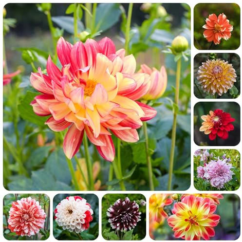 tubérculos de dalia resistentes - perennes jardín rocas 10pcs