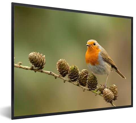 MuchoWow Poster Bilder Wanddeko Deko Wohnzimmer 40x30 cm Vogel - Rotkehlchen - Tannenzapfen - Zweig - Herbst