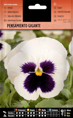 Semillas Viola Tricolor DECOALIVE Sobre de Semillas de Pensamiento