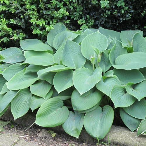 Hosta 'Blue Angel'. 1L Plant. Large Blue Foliage, with Lavender-White Flowers. Great Shade Plant. Available from Bedwen Plants