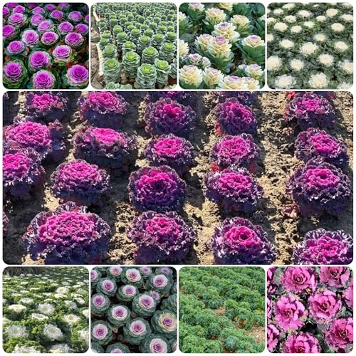 grünkohlsamen bio - winterhart indoor gemüsesaat balkongarten exotisch alte sorten 550pcs