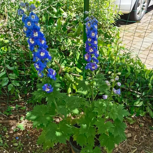 ritterspornsamen - delphinium wildblumen exotische blumenbeet rittersporn balkon blumenwiese topfblumen gartenblumen balkonpflanzen zierblumen für sonnige plätze balkonpflanzen 650samen