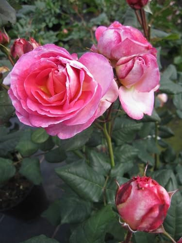 Rosa Mme de Stael ® - Beetrose Madame de Stael ® - Guillot Rose - Generosa ®