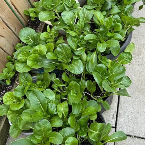Semillas de pak choi - interior exóticas col mostaza china decoración exterior jardín interior raras antiguas variedades 50pcs