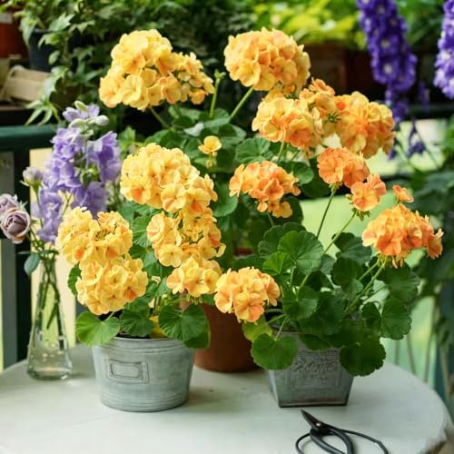 Geranios colgantes pelargonio primavera ornamentales soleados 450semillas