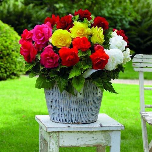 30pcs Begonia Double Mixed Flower Seeds