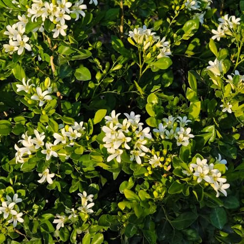 murraya paniculata, bio winterharte kübelpflanzen, schnell wachsende topfpflanzen draußen winterhart zimmerpflanzen 20samen