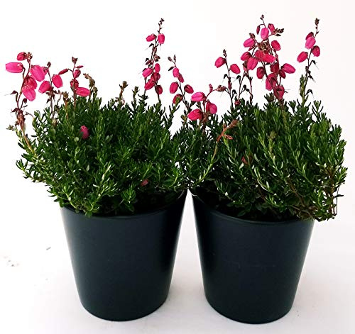 POWERS TO FLOWERS - ERICA DABOECIA CANTABRICA, 2 PIANTE, piante vere