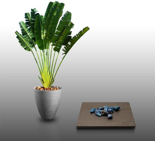 10 graines à semer - Le Grenier d'Abondance - ARBRE DU VOYAGEUR - Ravenala Madagascariensis