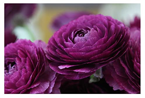 Oliwier's Bulbs 10 x Ranunculus Asiaticus Purple Beautiful Spring Summer Flowering Bulbs Persian Buttercup Cut Flowers Hardy Garden Perennial Ready To Plant Corms Size 5/6