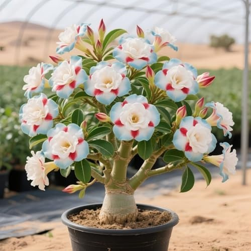 Eccellente Rizoma Di Rosa Del Deserto, Resistenti Al Freddo E Alla Siccità, Facile Da Coltivare, Splendide esposizioni in giardino-1 Rizoma-G
