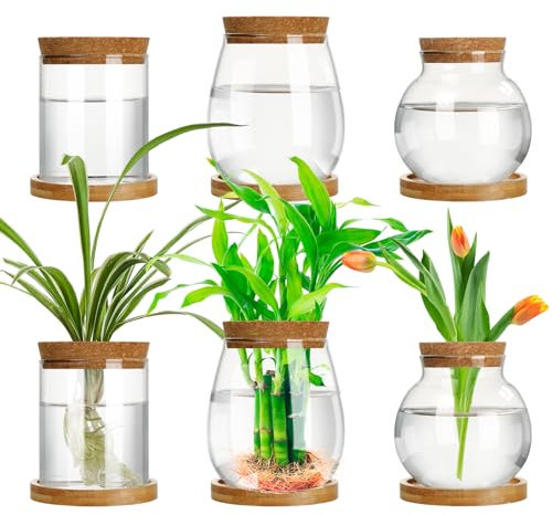 Beeveer Lot de 6 postes de Propagation de Plantes séparés avec Couvercle en Bois et Support - 3 Tailles - Pots de Propagation en Verre pour intérieur et Maison (Style Classique)