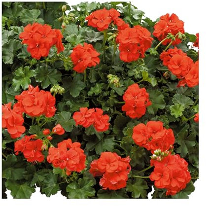 Geranium Trailing Polly - 6 Starter Plants -Geraniums .Fantastic for Hanging Baskets, Plug Plants. Glam up Your Garden. Summer is here!