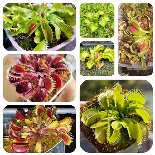 semi di Venere acchiappamosche - decorazione appartamento soggiorno balcone resistenti giardino roccioso 150pcs