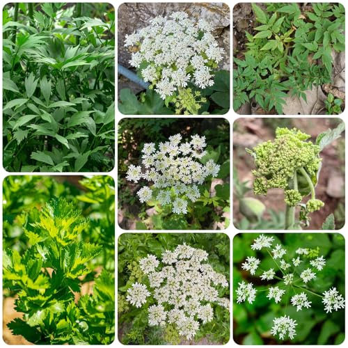 semi di levistico biologico - resistenti da giardino appartamento purificatrici dell'aria all'esterno per balcone del 1000pcs