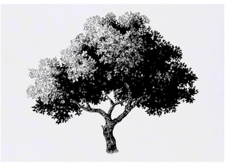 Azeeda 'Vintage Tree' Temporary Tattoo - Water Resistant, Skin-Safe, Non-Toxic Transfer (TO00092583)