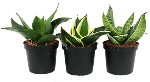 Exotenherz - Sansevieria trifaciata hahnii - 3 versch. Pflanzen im 9cm Topf - Bogenhanf, Schwiegermutterzunge