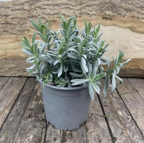 Planta de Lavanda | DECOALIVE | Planta Aromática Natural |Planta Viva