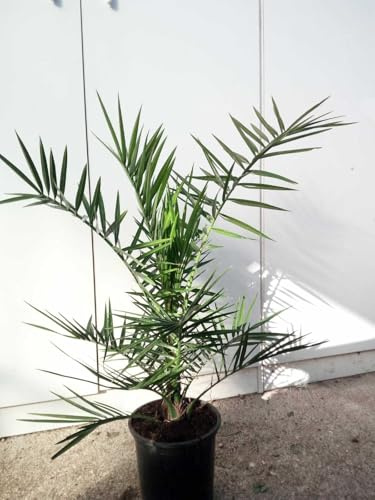 De Plante Compatible Avec Phoenix Canariensis Palmier Delle Canaries Vase 22 CM (Photo Réelle)