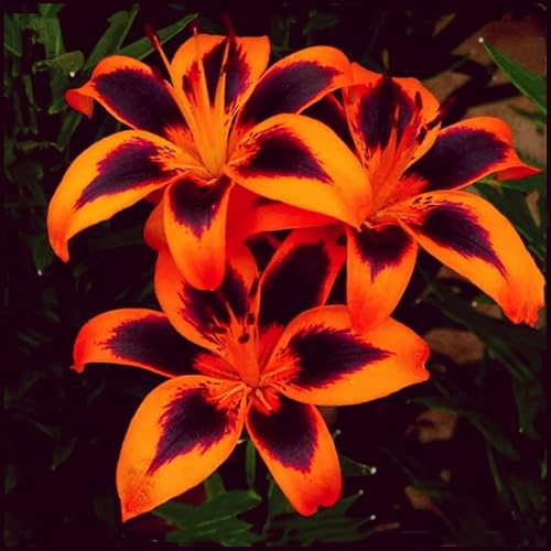 Giglio Bulbi -Vitali- Naturali- Freschi,Compatti, Robusti, Tuberosi di hemerocallis-10 Bulbos-E