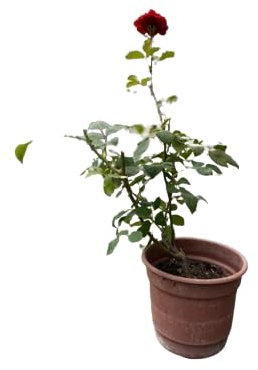 Rosal Exterior Rojo la Belleza Natural de un Jardín en Flor