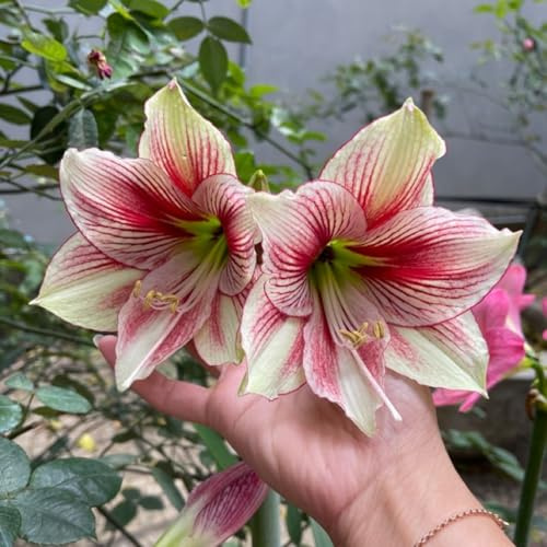 Amaryllis-Rhizom Großpackung, Überraschend wachsend, Winterhart Mehrjährig, Geeignet für Frühling und Herbst, Kein Gießen Erforderlich, Leicht Zu ZüChten-3 Rhizom-B
