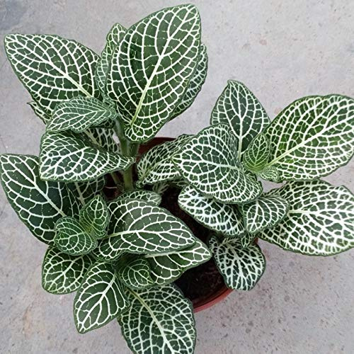 TOYHEART 100 Pièces Graines De Fleurs Premium, Graines De Fittonia Viable Taux De Germination élevé Décor à La Maison Semis Intérieur Plantation Semis Pour Jardin 1
