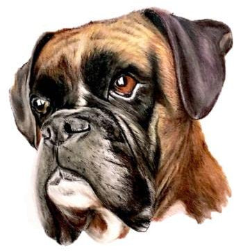 GAETOYEN Autoaufkleber Hund Personalisiert 21Cm（8.6 Inches） Für Boxer Hund Vinyl Auto Aufkleber Reparatur Aufkleber Windschutzscheibe Wasserdicht Kreative Dekoration(def1m2897)
