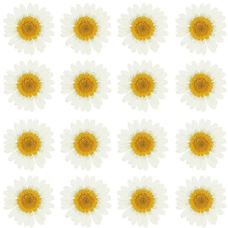 PATIKIL 48 Pezzi Fiori Secchi Pressati Fiori di Margherita Naturali per Artigianato Fai Da Te Decorazione Casa Decorazione Unghie, Bianco