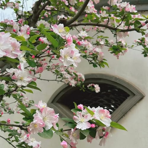 begonien malus spectabilis blumenwiese, wohnzimmer deko gartenblumen, zimmerpflanzen balkon gartendeko für draußen 40samen