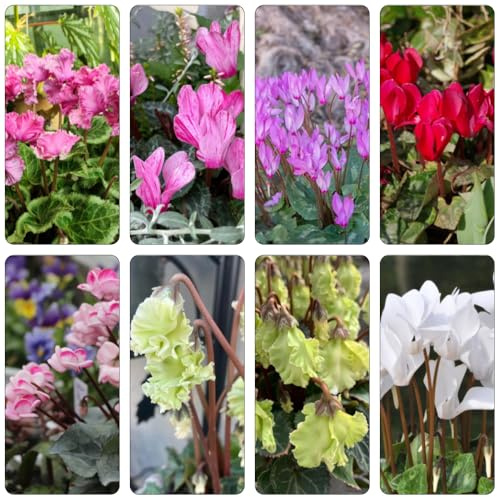 ciclamino decorazione balconi semi di giardino selvatici balcone primi semi selvatici interni esotici serrature 35pcs