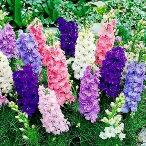 Buy4seeds Rocket Larkspur Imperial Mix - 100 Seeds - Delphinium consolida - Flower