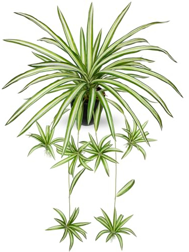 Oairse Artificial Hanging Spider Plant in Pot, Realistic Faux Fern Greenery with Decorative Gravel, Plastic Fake Trailing Plant with Black Nursery Pot for Indoor Home Office Shelf Table Decor