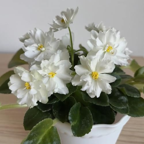 semi di violetta africana, semi biologici e perenni d'appartamento vecchie varietà da balcone 100pcs