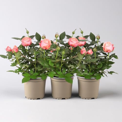 Rose 'Adele Kordana® Grande', rosa, Topf-Ø 10,5 cm, 3 Pflanzen