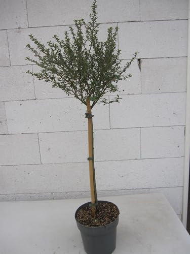 Ceanothus thyrsifolius Puget Blue - Säckelblume Puget Blue - Hochstamm 60 cm