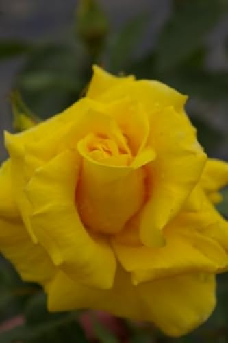 Beetrose Friesia ® - Rosa Friesia® - Kordes Rose