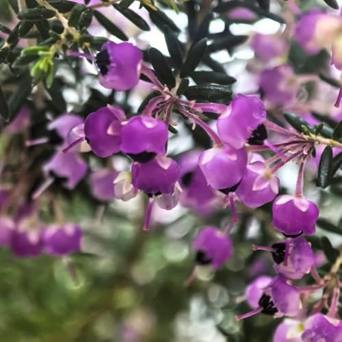 Semillas de brezo, decoración de sala de estar de jardín semillas de pradera de mariposas variedades antiguas arbustos resistentes 150pcs