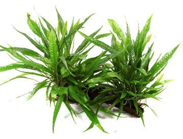 Aquarium Fan Microsorum pteropus/Javafarn auf Mangrovenholz gewachsen, Größe XL