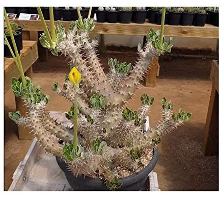 Pcs - 3x Pachypodium Horombense Caudex Madagascar Palmiers Plantes - Graines B16 - Seeds & Plants Shop by Ipsa