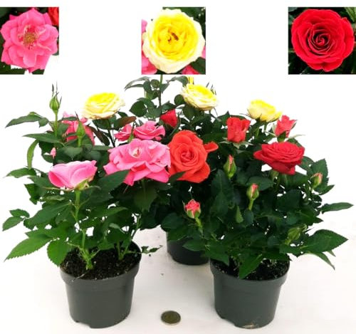 POWERS TO FLOWERS - ROSA DA GIARDINO RAMPICANTE e RIFIORENTE, ROSA ROSSA, GIALLA e ROSA, 3 PIANTE, Piante Vere
