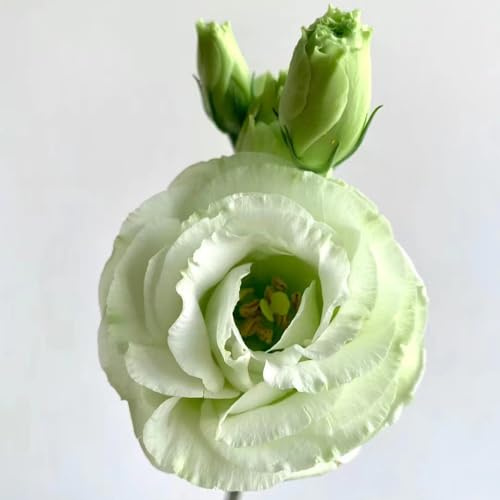 500 pz Semi di eustoma verde, Decorazione moderna del soggiorno Lisianthus - (Eustoma grandiflorum) Letti rialzati per il giardino Semi di prato fiorito, perenni, resistenti Semi di