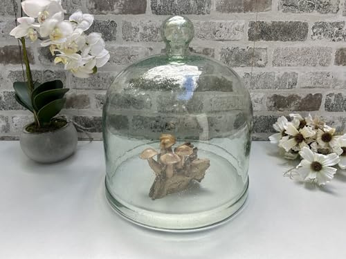 Huge 30cm Glass Cloche Bell Jar Dome w/Handle Recycled Glass