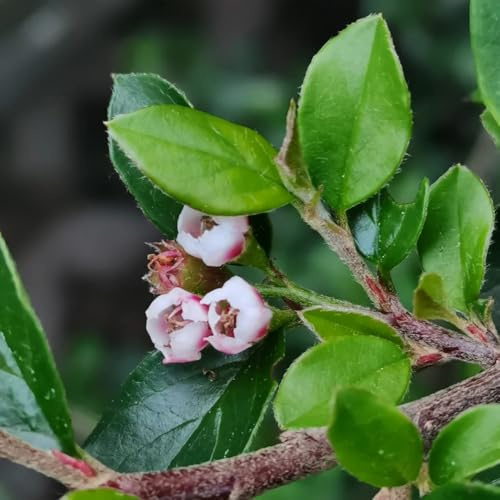 semi di cotoneaster nano da tappeto da giardino, arbusti resistenti, arbusti resistenti in vaso, decorativi acquistare 400pcs