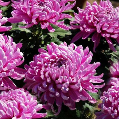 semi di crisantemo - crisantemi Decorazioni giardino per esterni crisantemo balcone in vaso semi di tappezzanti 2000semi