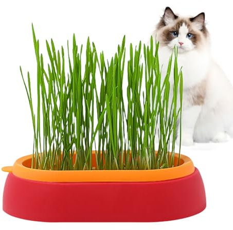 ROCKIA Katzengras-Pflanzgefäß für Indoor-Katzen | Katzengras-Tablett – Sprossen-Tablett für Innen- oder Außenbereich, Katzen, Hunde und andere Haustiere, verhindert Haarbälle und unterstützt die