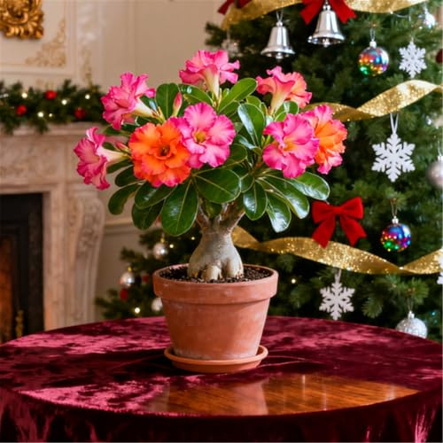 Perenne resistente/Rosa del deserto/Rara/Tuberi di rosa del deserto/Decorazione per il soggiorno-1 Rizoma-B
